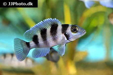 Neolamprologus tretocephalus